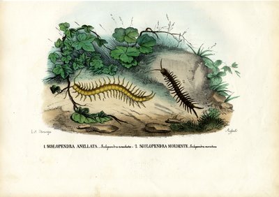 Centipede, 1863-79 by Raimundo Petraroja